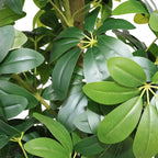 Realistic Faux Tree With Lifelike Foliage For Indoor And Outdoor Use - Green