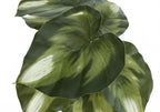 13" Tall, Artificial Plant, Monstera Calthea, Indoor, Faux, Fake, Table, Greenery, Potted, Decorative (Set of 2) - Green / Black