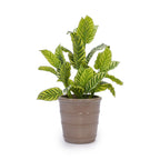 3 Pieces Flowerpot, Planter For Patio, Garden Or Windowsills