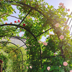 Metal Garden Arch With Gate High Climbing Plants Support Rose Arch Outdoor - Black